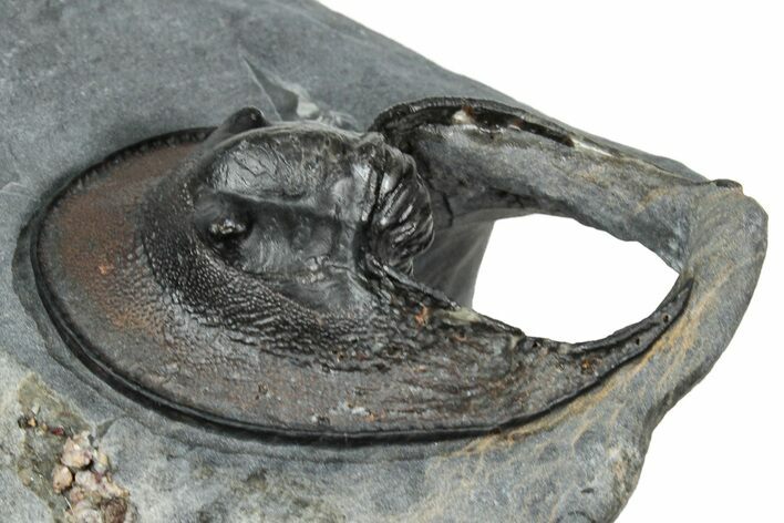 Enrolled Scotoharpes Trilobite - Red-Brown Headshield #334879